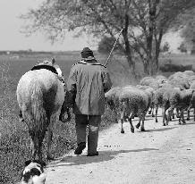 CHI INVENTÒ IL FORMAGGIO? La storia non ci dice chi inventò il formaggio. perché è un avvenimento che risale a tempi in cui non era ancora stata inventata la scrittura.