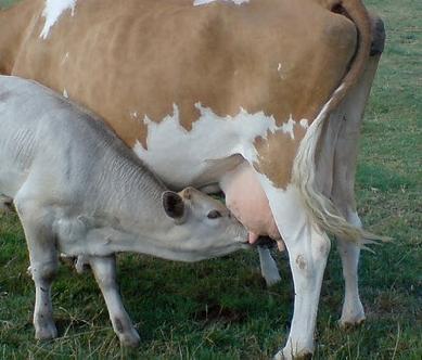 COS E IL LATTE Il latte viene utilizzato dai mammiferi per nutrire i propri cuccioli nel primo periodo di vita.