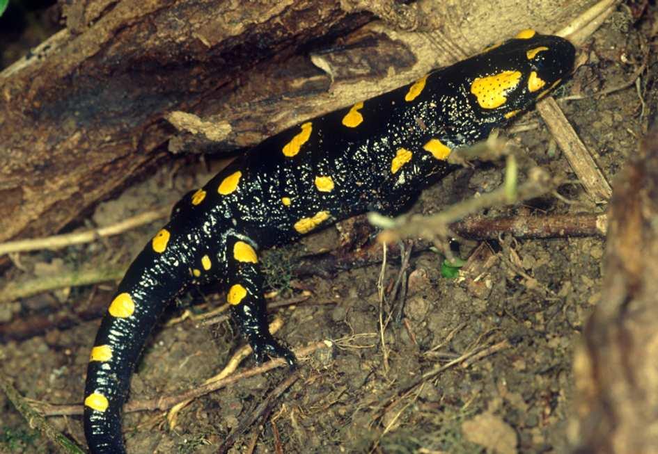 Descrizioni delle specie Salamandra salamandra (Salamandra pezzata) La salamandra pezzata è presente in Europa centro-meridionale e nei Balcani. In tutta Italia ad eccezione delle Isole.