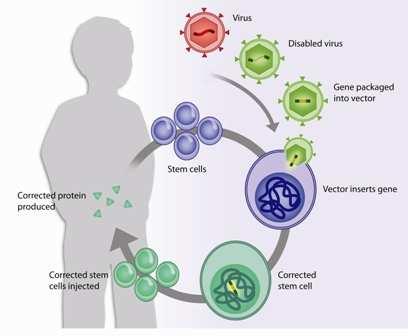 Terapia genica Malattie monogenetiche Ex-vivo Vettori retrovirali e lentivirali: In