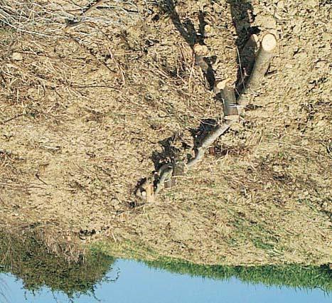 1,5 m realizzate con tondini in acciaio aderenza migliorata di 14 mm di diametro; - Paglia; - Miscela sementi circa 20 Kg (erba medica, festuca, loglietto); - N 2 tondini in acciaio diametro 14 mm e