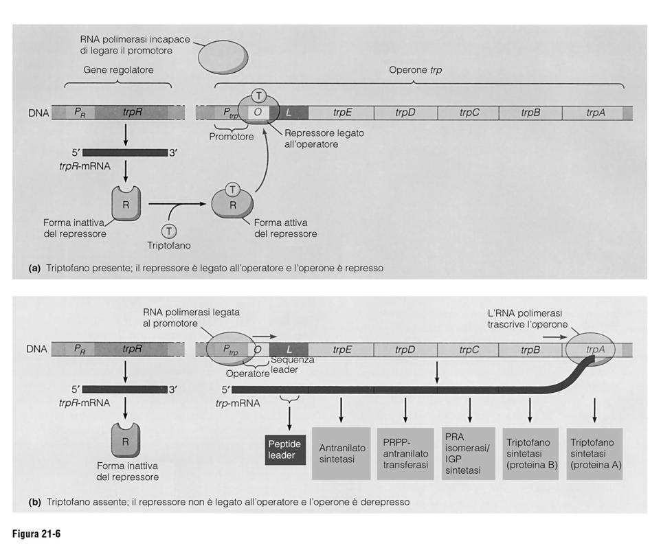 Regolazione della sintesi del triptofano: operone reprimibile L operone Lac codifica per le proteine necessarie per importare e digerire il lattosio Si