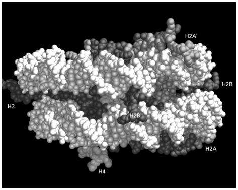 di fuori della superficie del nucleosoma.