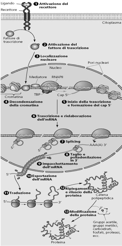 può essere reversibilmente modificata mediante acetilazione,