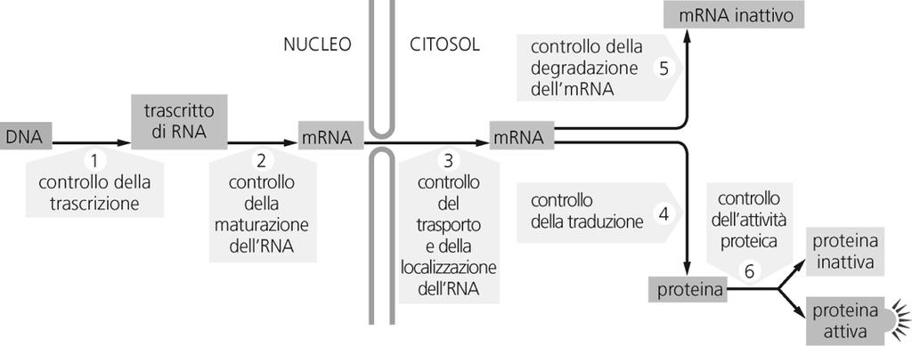 Le cellule differenziate hanno tutte le informazioni per formare un organismo completo Cellula epidermica NON ha perso sequenze importanti di DNA Singola cellula genera intera pianta