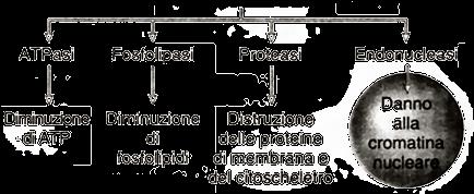 2 Ca 2 E Na = 157 mv Aumento [Ca 2 ] citoplasmatico Ca 2