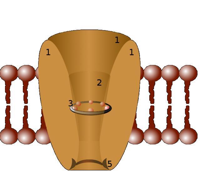 APERTO (GATING) con formazione di un poro acquoso che permette il passaggio degli ioni Possono mediare grandi flussi