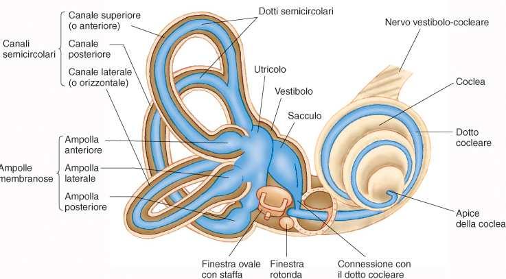 Sistema vestibolare (2) Il sistema vestibolare