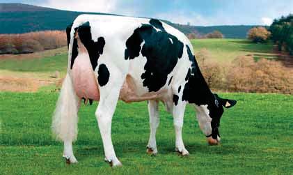 95% Parto - Cellule Somatiche 103 Longevità 102 Fertilità Figlie 97 BEHI-ALDE-SIETE-5319 Shottle x Durham x Leadman x Blackstar Mtoto x Aerostar Mayerlane Sa Durham Mae Whittier Farms Lead Mae Raymau