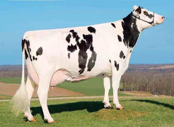 16 HOLSTEIN NISSAN NL000726125757 RI OPSAL NISSAN ET TL TV Niagra x Oman x Convincer Opsal O-Man Frost Opsal Convincer Flossie Boliver X Jesther EX 93 - GMD - DOM VG 89 4.04 305 16.186 KG 3.8% 3.2% 5.