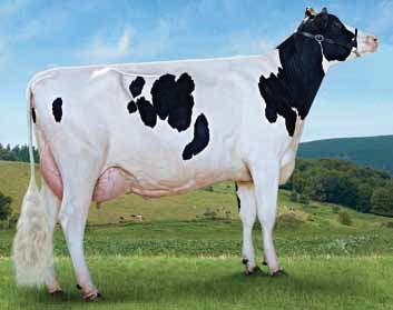 BEHOBIA VG-86 in 1
