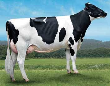 BEHOBIA VG-86 in 2