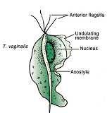Trichomonas vaginalis: morfologia e struttura Trofozoite: 15-18 µm in diametro, piriforme, monozoico, mononucleato, 2 paia di