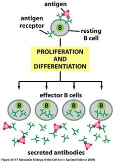 Dopo legame con il BCR l antigene viene internalizzato mediante endocitosi mediata da recettore, digerito, e complessato con molecole di MHC II sulla superficie delle cellule B. http://www.rndsystems.