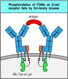 La maggior parte delle risposte delle cellule B all antigene richiedono l interazione delle cellule B con cellule T helper (attivazione timodipendente).