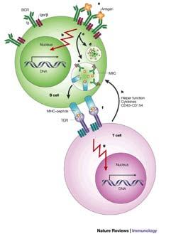 The function of the BCR in B cell activation Following antigen binding (a), the B cell receptor (BCR) triggers a signal transduction cascade (b), which leads to the transcriptional activation of