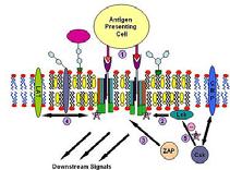 org/wiki/lipid_raft T cell antigen receptor signaling (1) Il T cell antigen receptor (TCR) è una molecola che si trova sulla superficie dei linfociti T (T cells).