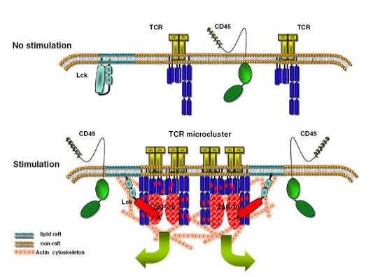 Ciò porta alla fosforilazione dei motivi immune receptor tyrosine based activation motifs (ITAMs) del recettore da parte della famiglia Src delle proteina tirosina chinasi (es. Lyn, Lck e Fyn). 3.
