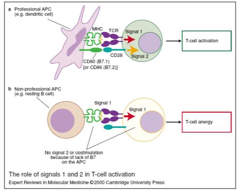 In non stimulated T cells, the TCR is in monomeric form and its interaction with lipid rafts is transitory and unable to initiate signalling.