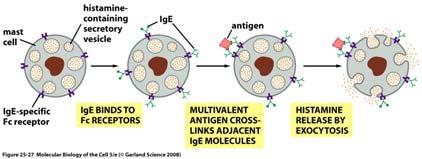 tirosine. 4. La Syk/ZAP 70 può, a sua volta, attivare alter proteine quali LAT, un adattatore associato ai rafts.