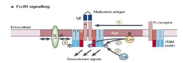 Un possibile modo di sottoregolare il segnale può avere luogo mediante legame di Csk citosolica alla proteina assciata ai raft CBP. 6.