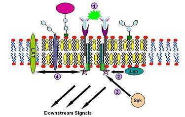 Signaling da IgE (1) Mast cells, basofili Signaling da IgE (2) La IgE prima si lega, mediante il segmento Fc, a recettori Fc epsilon (FcεR) che risiedono nella membrana plasmatica di mast cells e