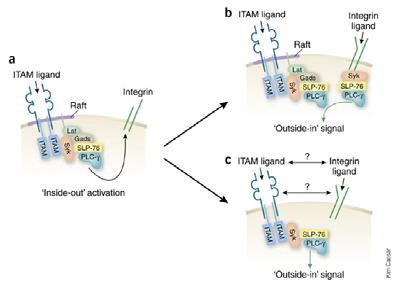 La catena α si lega a IgE e le altre tre catene contengono motivi di attivazione immune receptor tyrosine based activation motifs (ITAMs).