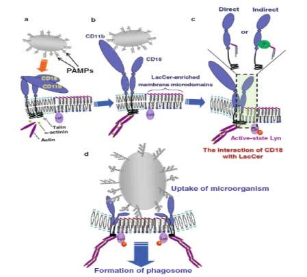 LacCer enriched membrane microdomains mediate CD11b/ CD18 dependent neutrophil phagocytosis.