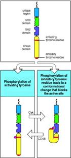 Regulation of Src family kinase activity Src-family kinases contain two tyrosine residues (red bars) that are targets for phosphorylation.