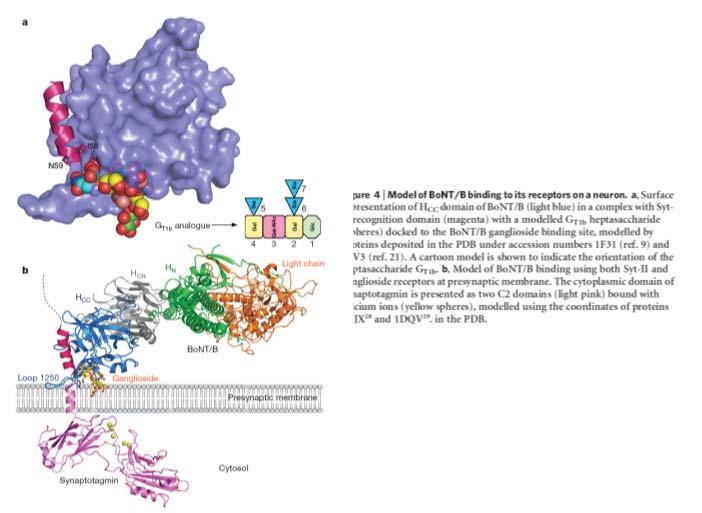 CD48, GPI anchored. Tossine del tetano e del botulino: si legano a diversi di e trisialogangliosidi (sopratutto GD1a, GD1b e GT1b) sulla superficie delle membrane pre sinaptiche.