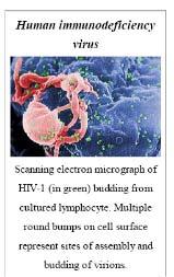 [13] It is composed of two copies of positive single stranded RNA that codes for the virus's nine genes enclosed by a conical capsid composed of 2,000 copies of the viral protein p24.