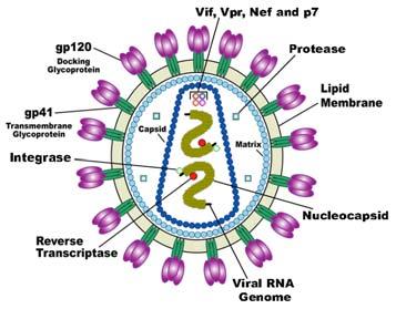 buds from the cell. Embedded in the viral envelope are proteins from the host cell and about 70 copies of a complex HIV protein that protrudes through the surface of the virus particle.