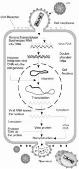 envelope. [15] This glycoprotein complex enables the virus to attach to and fuse with target cells to initiate the infectious cycle.