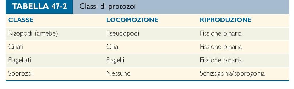 Classificazione La modalità di riproduzione e le strategie locomotorie