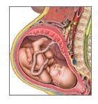 PATOGENESI La toxoplasmosi è una patologia generalmente benigna che può presentare complicanze durante la gravidanza soprattutto per le alterazioni fetali che può provocare.