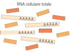 Le biblioteche di cdna: isolamento degli mrna cellulari (I) Per isolare gli mrna di una cellula a partire dalla miscela di tutto l