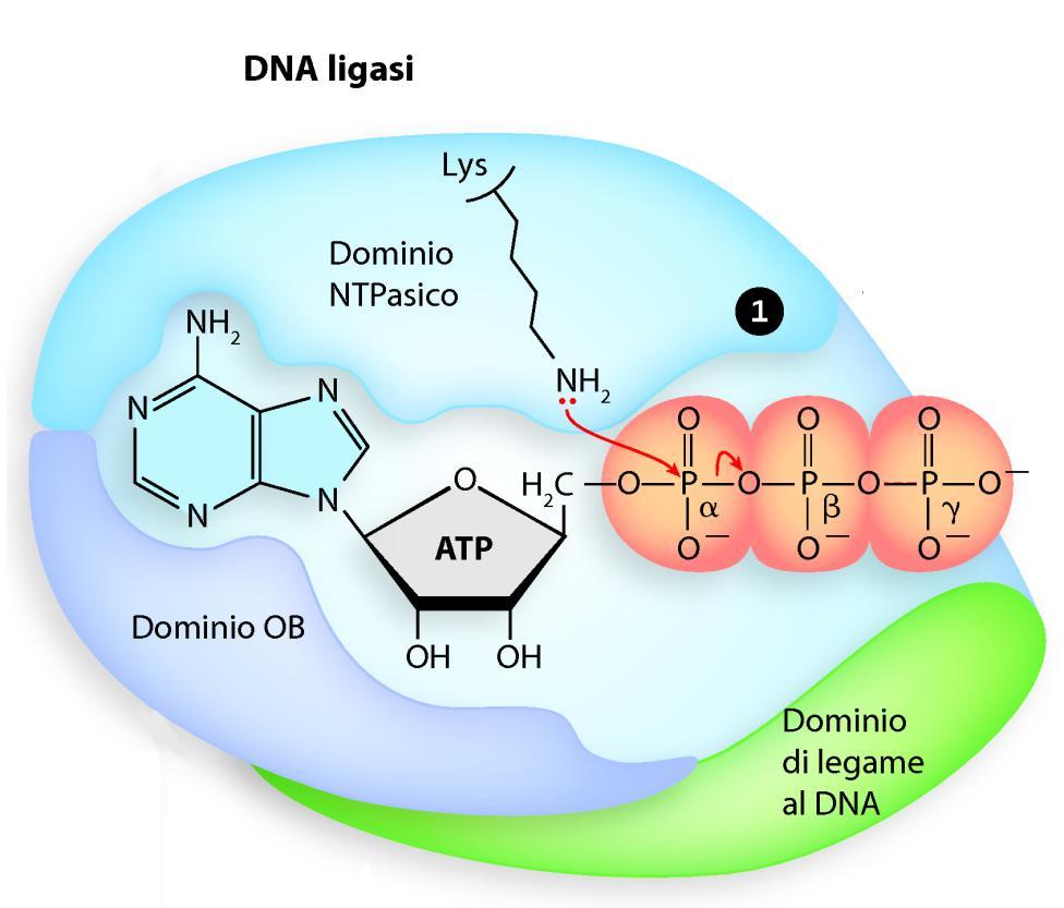 La reazione della DNA ligasi (I) La reazione della DNA ligasi ha tre passaggi.