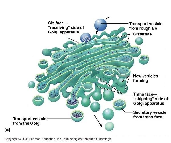 Apparato di Golgi Sistema formato da vescicole membranose (cisterne), che accumula sostanze destinate