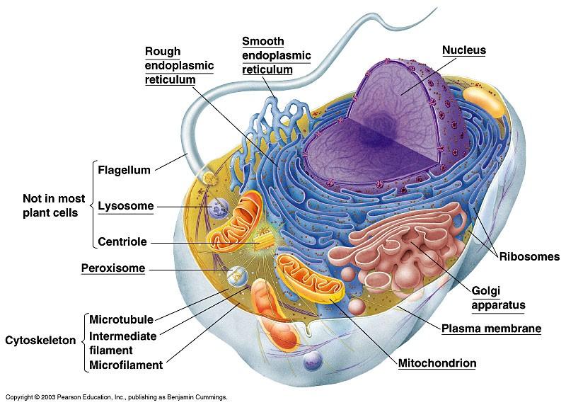 Struttura delle cellule vegetali Reticolo endoplasmatico liscio: metabolismo dei carboidrati,