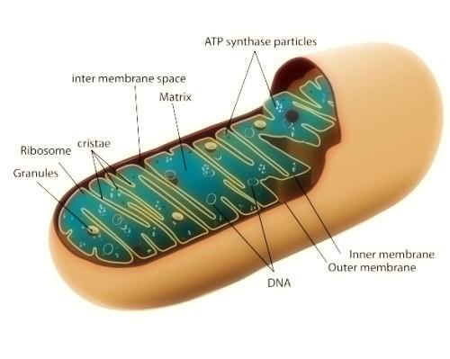 Mitocondri Formati da una doppia membrana, con ambiente interno riempito da una soluzione di proteine, lipidi, acidi organici,