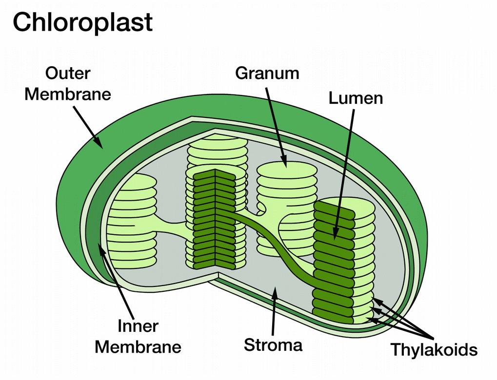 Cloroplasti Come i mitocondri, formati da una doppia membrana, ambiente interno riempito da una soluzione di proteine, lipidi, acidi organici, DNA, RNA (stroma).