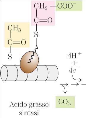Per iniziare il processo biosintetico, i gruppi tiolici dell acido grasso sintasi devono essere legati con i gruppi acilici corretti.