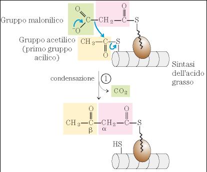 1) Condensazione tra i gruppi attivati acetilico e malonilico per formare il gruppo acetoacetilico legato all ACP.