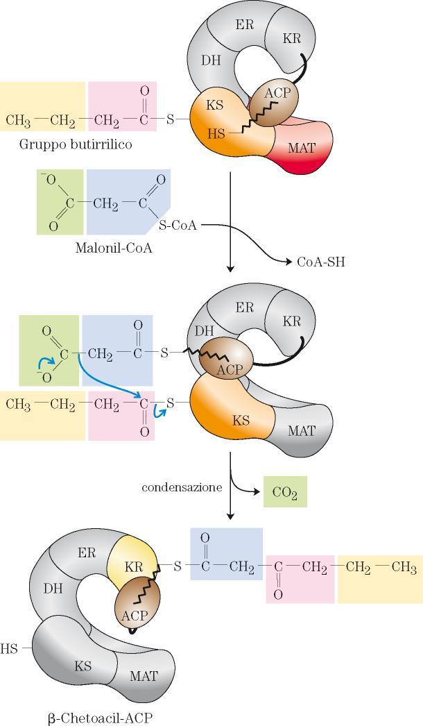 Nel secondo ciclo di reazioni il gruppo butirrilico appena formato (legato al residuo di Cys) condensa con un gruppo malonilico che si è legato al