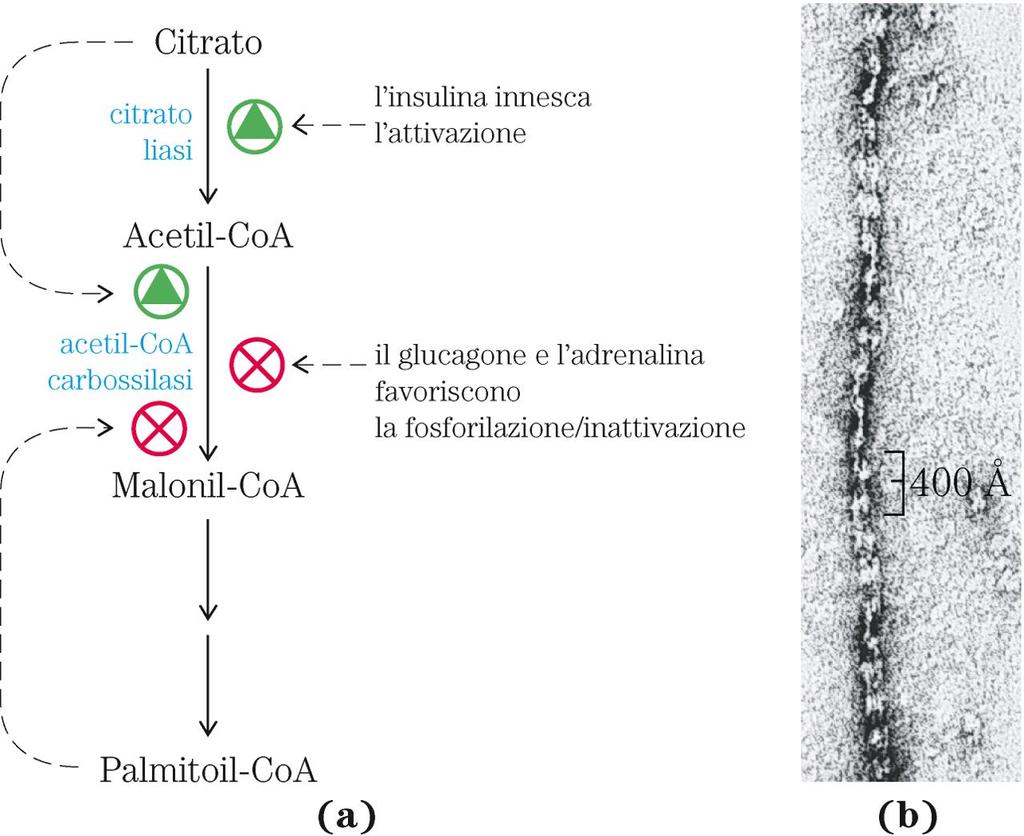 Regolazione dell acetil CoA carbossilasi Attivatore allosterico dell enzima Inibitore della carnitina aciltrasferasi I Inibitore retroattivo dell enzima L acetil CoA carbossilasi è la tappa di