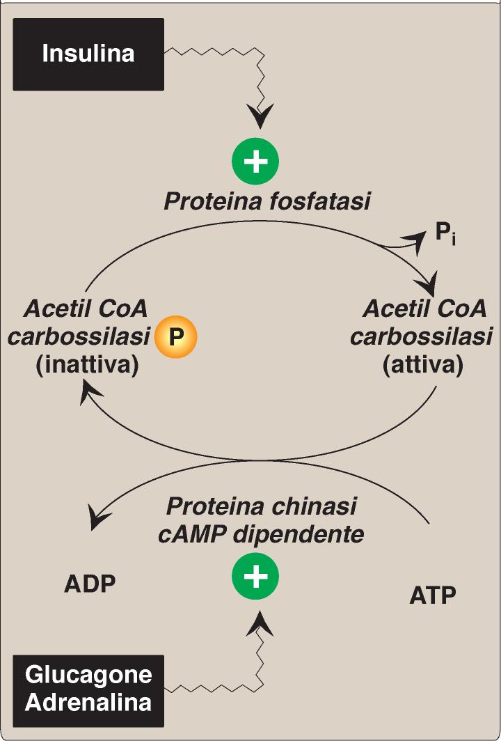 Regolazione dell acetil CoA carbossilasi L acetil-coa carbossilasi è regolata allostericamente ed attraverso reazioni di fosforilazione (inattivazione) reversibile indotte dagli ormoni adrenalina e