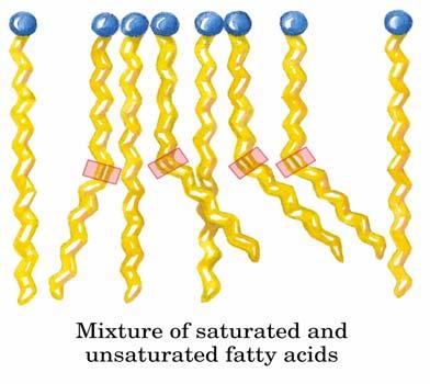 Negli acidi grassi insaturi, i doppi legami (cis) non permettono rotazioni e introducono ripiegamenti rigidi nella coda idrocarburica