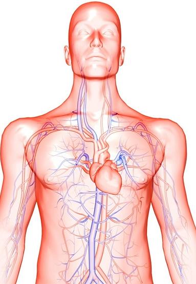 [L apparato Cardiovascolare e la Circolazione Sanguigna] a cura di Tatiana Vantaggio L APPARATO CARDIOVASCOLARE L Apparato cardiovascolare è formato dal cuore e dai vasi sanguigni.