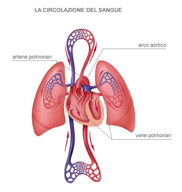 LA CIRCOLAZIONE DEL SANGUE L organo propulsore del sangue è il cuore, da cui partono le arterie polmonari e l aorta, che portano il sangue, rispettivamente ai polmoni e alle