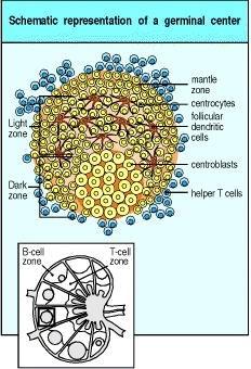 Alcuni linfociti B attivati migrano e formano un centro germinale Nel centro germinale i linfociti B subiscono: Cambio isotipico regione C Induzione